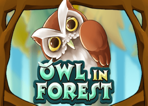 Owl In Forest